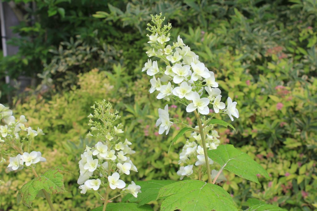 スノーフレーク